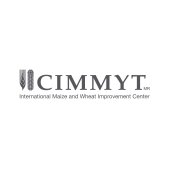 CIMMYT